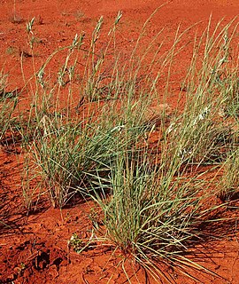 <i>Cymbopogon bombycinus</i> Species of grass