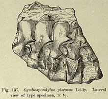 Holotype block of C. piscosus. Cymbospondylus piscosus holotype.jpg