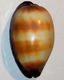 Kurminė kaurė (Cypraea talpa)