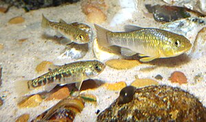 Cyprinodon rubrofluviatilis.jpg