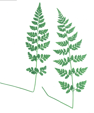 <i>Cystopteris protrusa</i> Species of fern