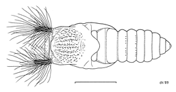 Pupa