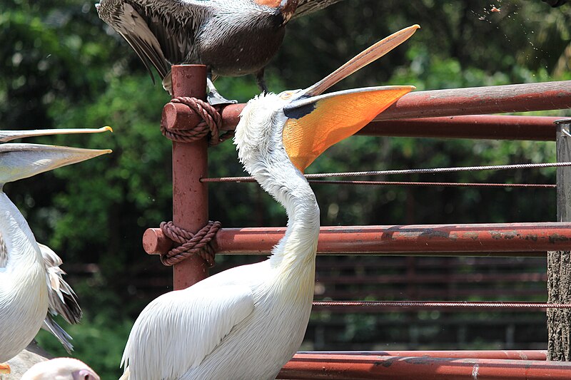 File:Dalmatian pelican, Jurong Bird Park 03.jpg