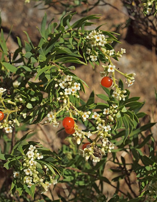 Daphne gnidium 20130801 2