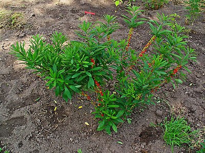 Daphne mezereum Habitus