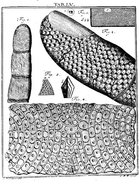 File:De Augen Gemüths (Ledermüller) 158.jpg