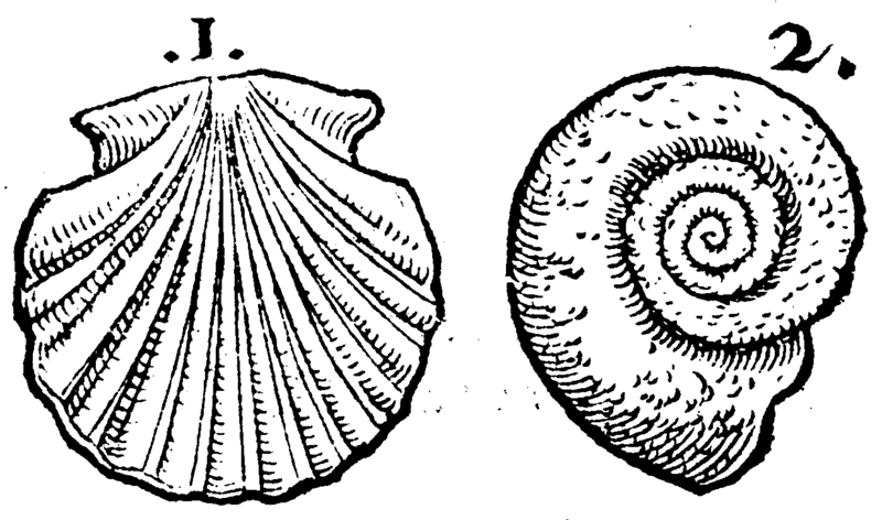 File:De rerum fossilium-165r-2.png