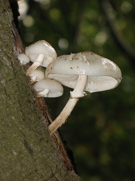 Tập_tin:Decaying_beech_-_geograph.org.uk_-_583176.jpg