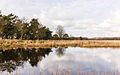 Catspoele Natuurgebied van It Fryske Gea. Omgeving van het heideveld.