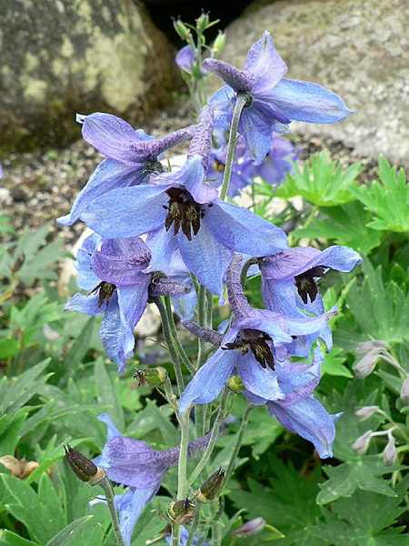 File:Delphinium oxysepallum.jpg