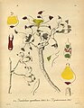 Dendrobium crystallinum plate 193, fig. I 1-4 in: H. G. Reichenbach: Xenia orchidacea - vol. 2 (1874)