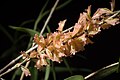 Dendrobium faciferum