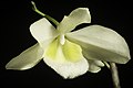 Dendrobium pulchellum alba colour