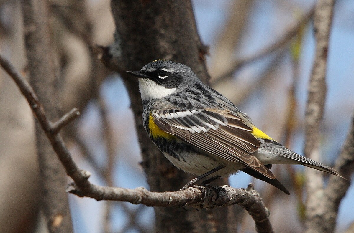 File:Dendroica coronata CT.jpg - Wikimedia Commons