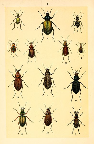 File:Der Käferfreund (Plate I) BHL9878177.jpg