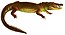 Açıklama des reptiles nouveaux, ou, Imparfaitement connus de la collection du Muséum d'histoire naturelle et remarques sur la sınıflandırma ve les caractères des reptiles (1852) (Crocodylus moreletii) .jpg