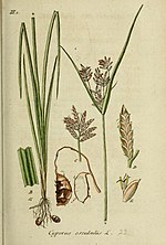 Thumbnail for File:Deutschlands flora in abbildungen nach der natur (13085349273).jpg