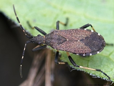 Ильмовый клоп. Dicranocephalus Жук. Клоп Арокатус ильмовый. Dicranocephalus Agilis. Dicranocephalus albipes.