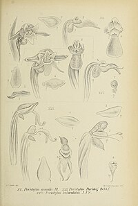 fig. 15 Peristylus grandis fig. 16 Peristylus parishii fig. 17 Peristylus tentaculatus