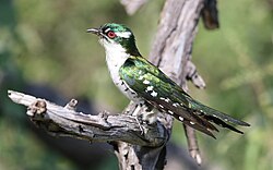 Diederik cuckoo, Chrysococcyx caprius, at Mapungubwe National Park, Limpopo, South Africa - male (30049296635).jpg