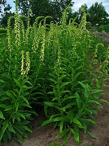 Digitalis lutea Habitus