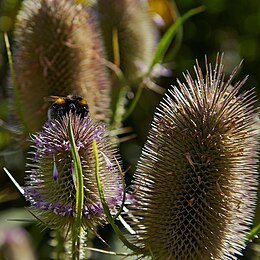 Miškinis karšulis (Dipsacus fullonum)