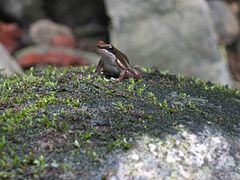 DirkvdM frog on mossy rock.jpg