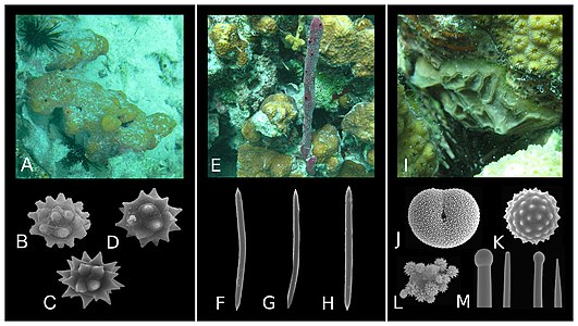 Diversity of spicule morphology and sets of selected sponge species[2]