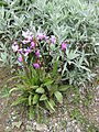 Dodecatheon meadia 001.JPG