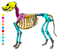 Vignette pour Anatomie du chien