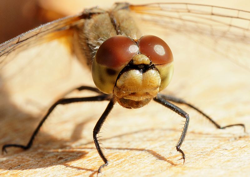 File:Dragonfly portrait 01 (MK).JPG