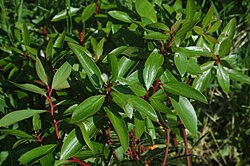 Tasmannia lanceolata