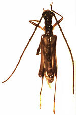 Gambar mini seharga Drototelus politus