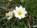 Dryas octopetala