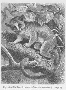 A lithograph of a dwarf lemur from Carl Vogt and Friedrich Specht's The Natural History of Animals (1888) Dwarf Lemur.jpg