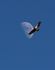 Eagle-moon-web-2.jpg