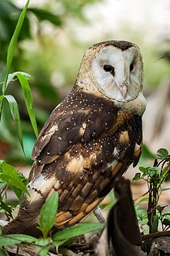 Eastern-grass-owl-1134817.jpg