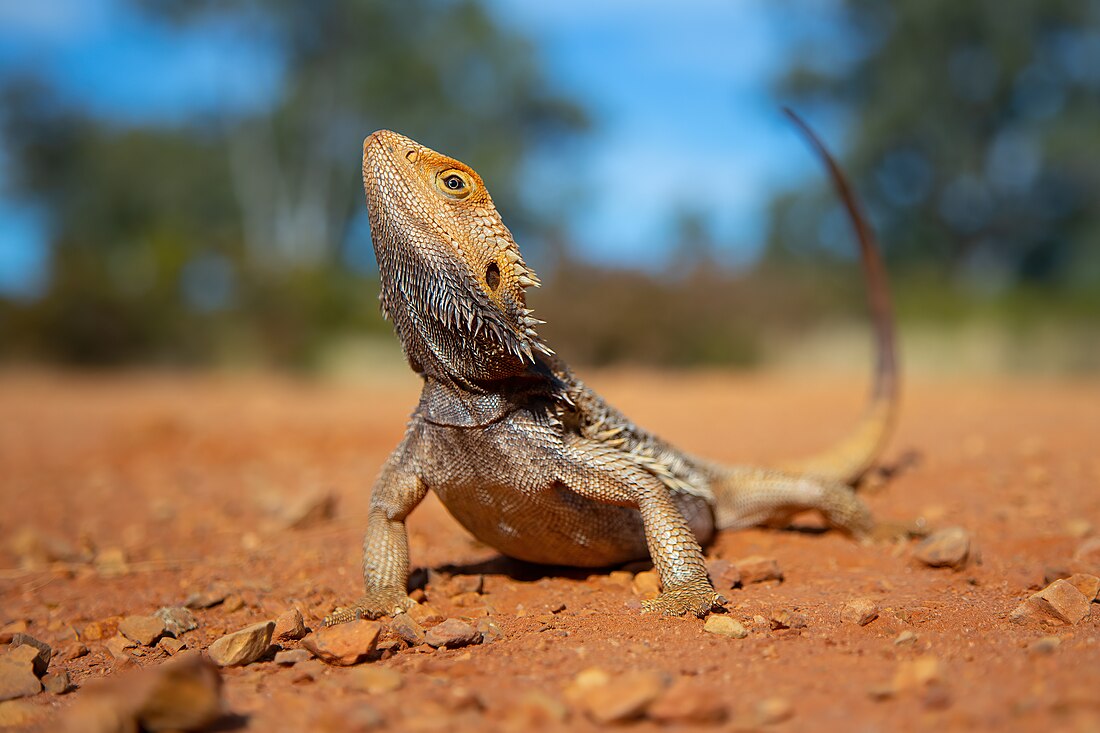 Eastern bearded dragon