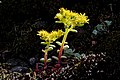 Echeveria blooming on hill in Canada