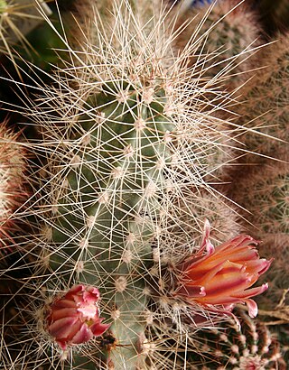 <i>Echinocereus mapimiensis</i> Species of cactus