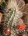 Echinocereus mapimiensis