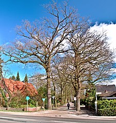 Oak alley in Hundsmühlen