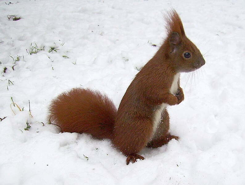 File:Eichhörnchen auf Schnee.jpg
