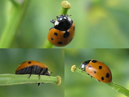 Coccinella undecimpunctata