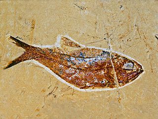 <i>Armigatus</i> Extinct genus of fishes