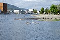 * Nomination Swans and geese in the River park in Drammen.--Peulle 11:43, 7 September 2019 (UTC)  Support Good quality. --Podzemnik 05:01, 8 September 2019 (UTC) * Promotion {{{2}}}