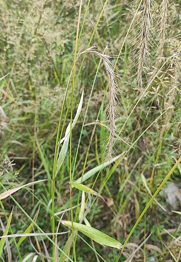 Elymus sibiricus