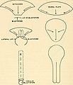 Embryology (1949) (20664399993).jpg