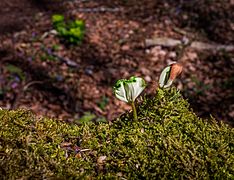 Fagus Sylvatica