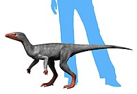 Eoraptor NT small.jpg